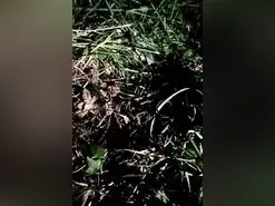 Amateur Free Live Porn of Dileilei2