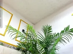 Amateur Watch Live Sex Cams of Celeste_cortes