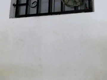 Bongacams Live Sex of Hemreyi
