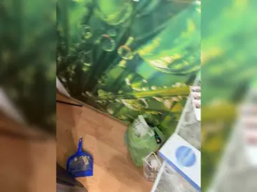 Bongacams Sex Cam of BongoBoginya