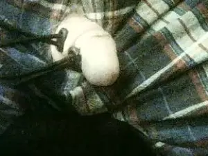 Cam4 Best Webcam of rob4844262481