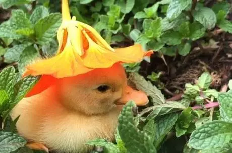 Quackdonald