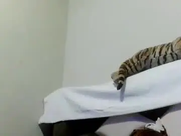 Chaturbate Live Sex Cam of kelly_alisset